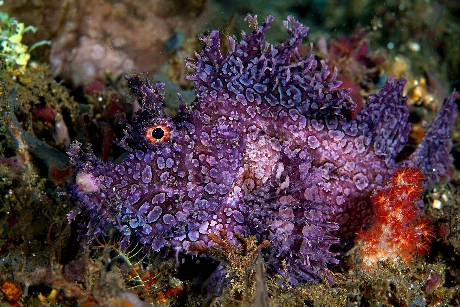 Banda Sea 2018 - DSC05603_rc - Weedy scorpionfish - poisson scorpion feuillu - Rhinopias frondosa.jpg